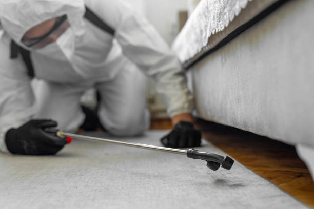 Professional Ant Control technician working in Crystal Lake, CT